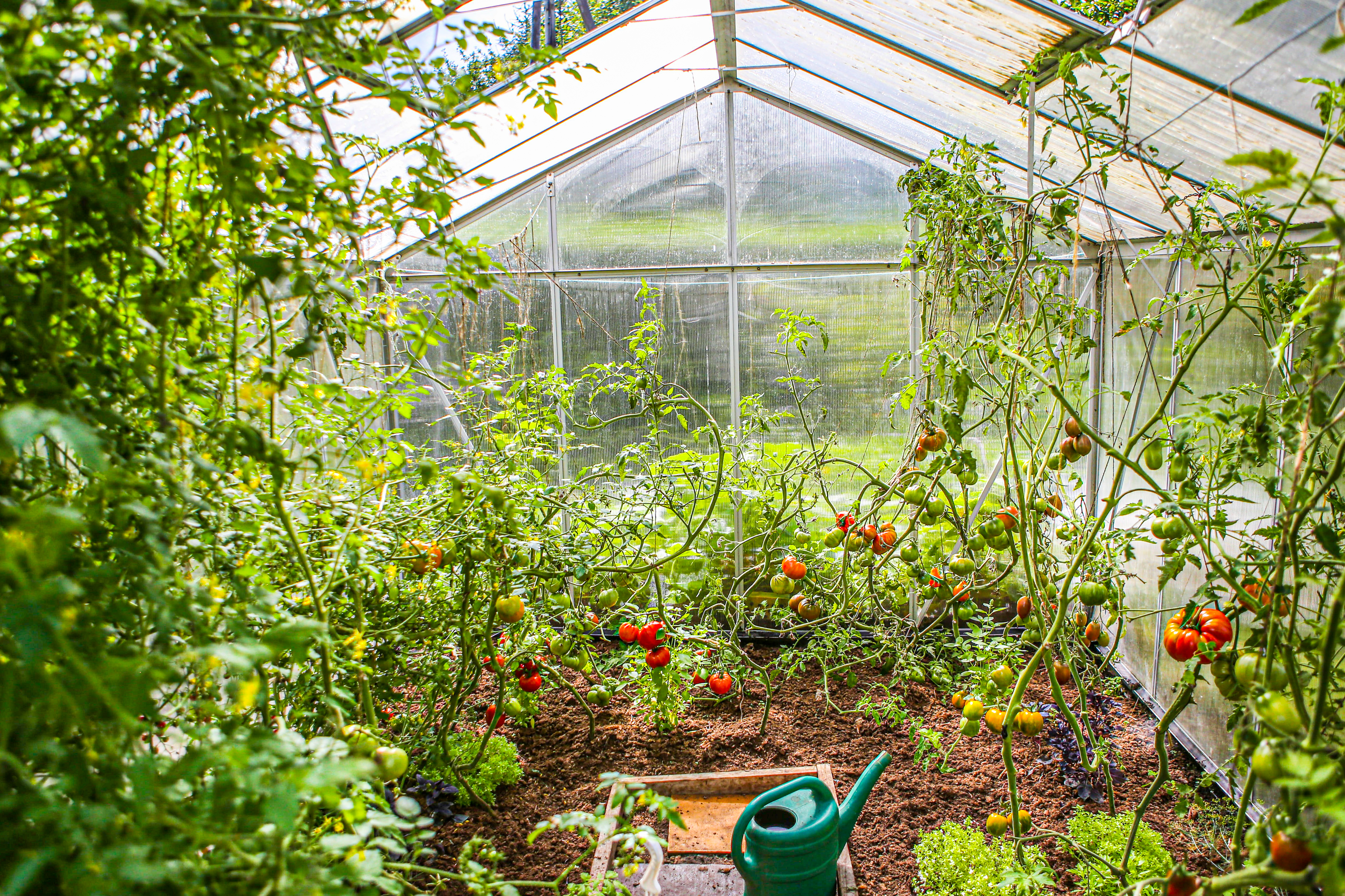 Ett växthus med tomater